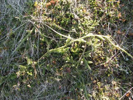 Staghorn Clubmoss ?