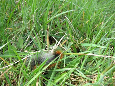 Hairy Caterpiller. looks like a herdwick cross?