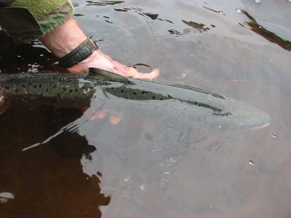 A silver hen returned to the Spey Wester Elchies