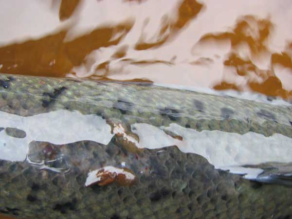  Sea lice give an indication of fresh run fish.